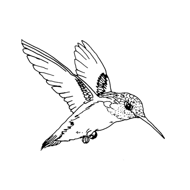 Dessin à colorier: Oiseaux (Animaux) #11864 - Coloriages à Imprimer Gratuits