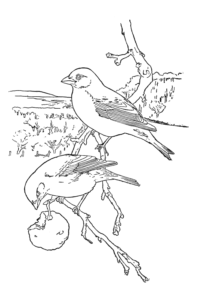 Dessin à colorier: Oiseaux (Animaux) #11872 - Coloriages à Imprimer Gratuits