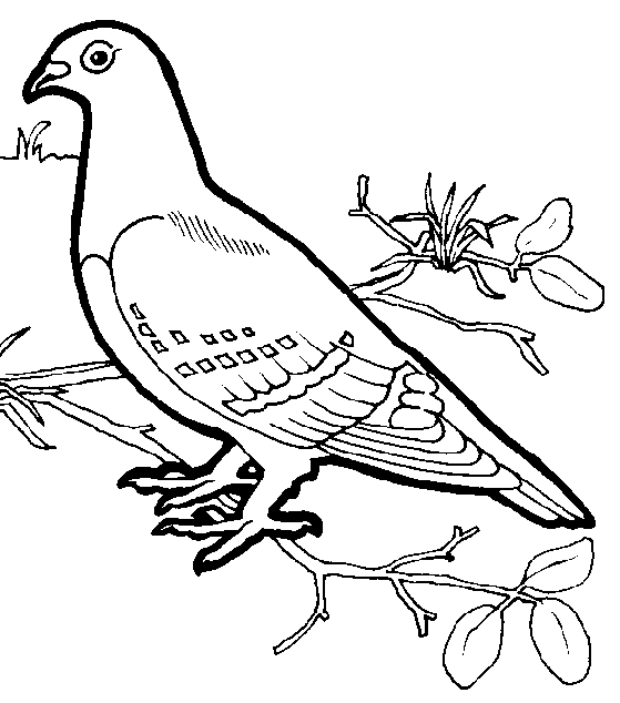 Dessin à colorier: Oiseaux (Animaux) #11902 - Coloriages à imprimer