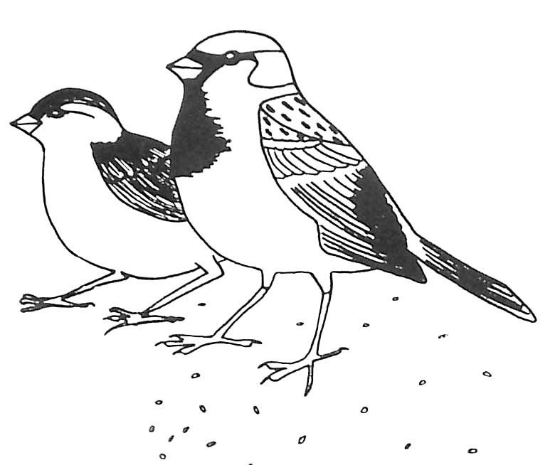 Dessin à colorier: Oiseaux (Animaux) #11903 - Coloriages à Imprimer Gratuits