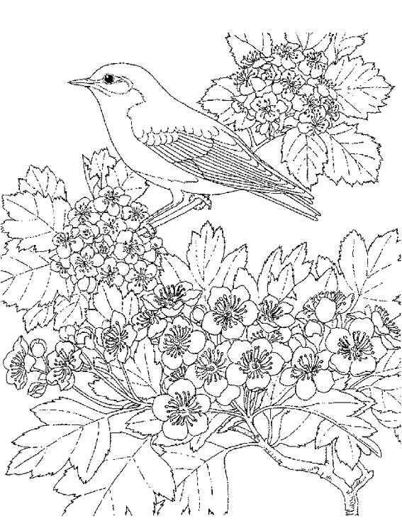 Dessin à colorier: Oiseaux (Animaux) #11916 - Coloriages à Imprimer Gratuits