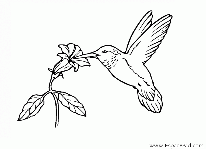 Dessin à colorier: Oiseaux (Animaux) #11925 - Coloriages à Imprimer Gratuits