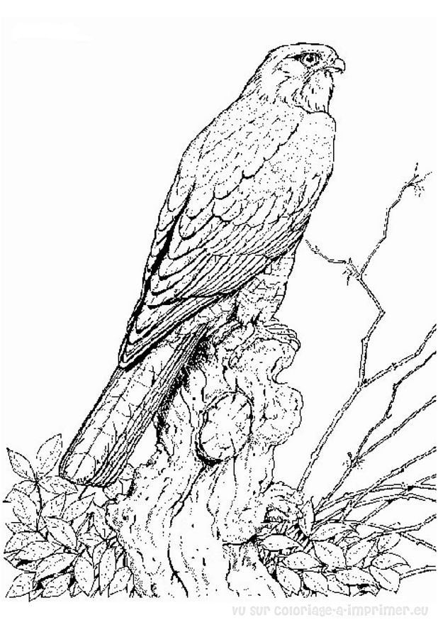 Dessin à colorier: Oiseaux (Animaux) #11935 - Coloriages à Imprimer Gratuits