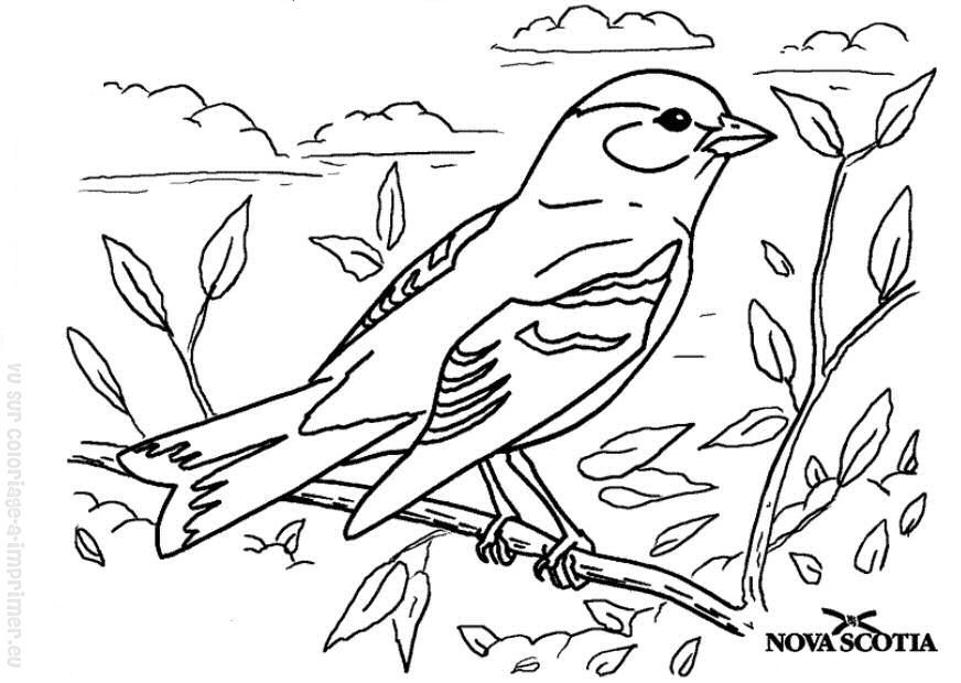 Dessin à colorier: Oiseaux (Animaux) #11936 - Coloriages à Imprimer Gratuits