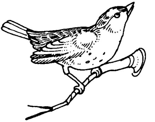 Dessin à colorier: Oiseaux (Animaux) #11996 - Coloriages à Imprimer Gratuits