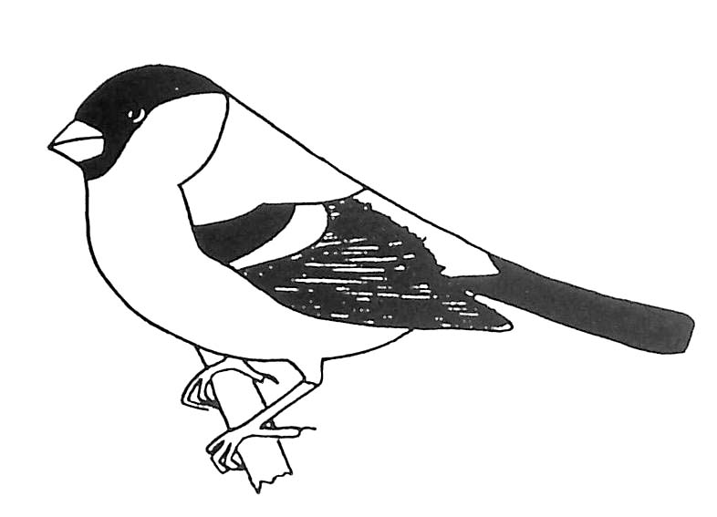 Dessin à colorier: Oiseaux (Animaux) #12019 - Coloriages à Imprimer Gratuits