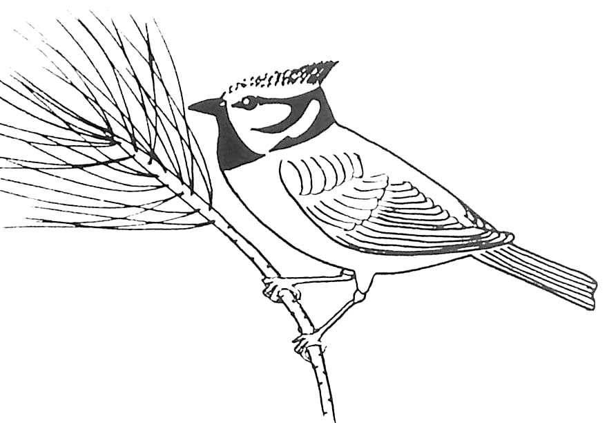 Dessin à colorier: Oiseaux (Animaux) #12048 - Coloriages à Imprimer Gratuits