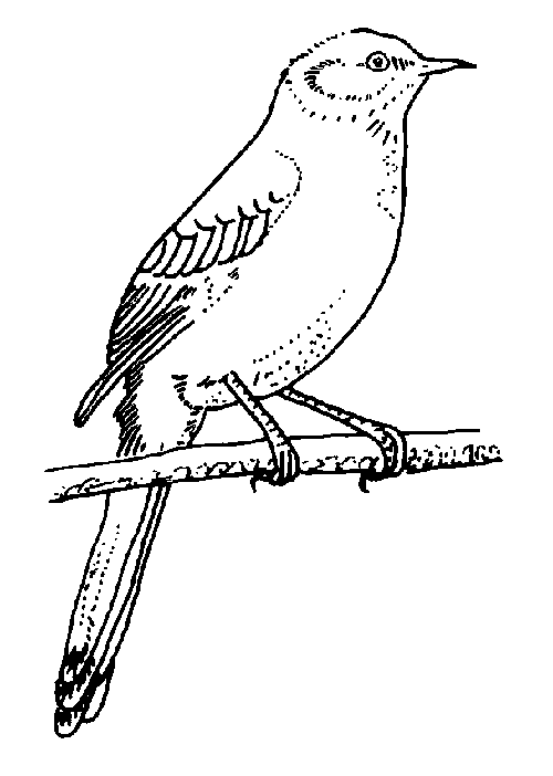 Dessin à colorier: Oiseaux (Animaux) #12060 - Coloriages à Imprimer Gratuits
