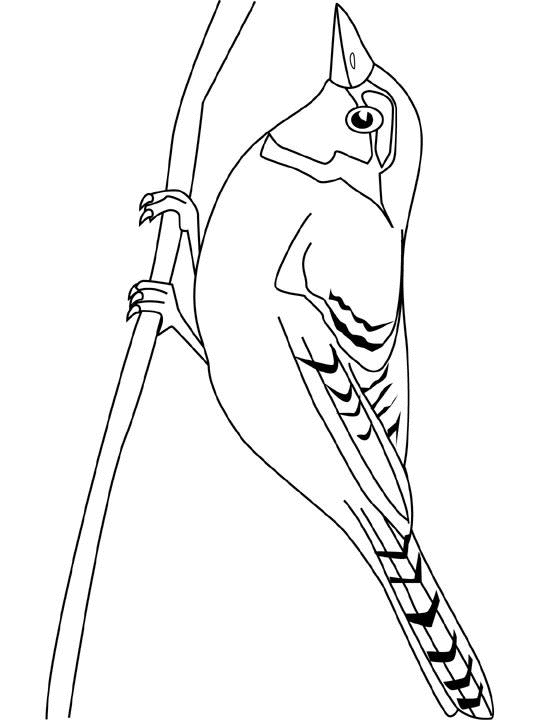Dessin à colorier: Oiseaux (Animaux) #12063 - Coloriages à Imprimer Gratuits