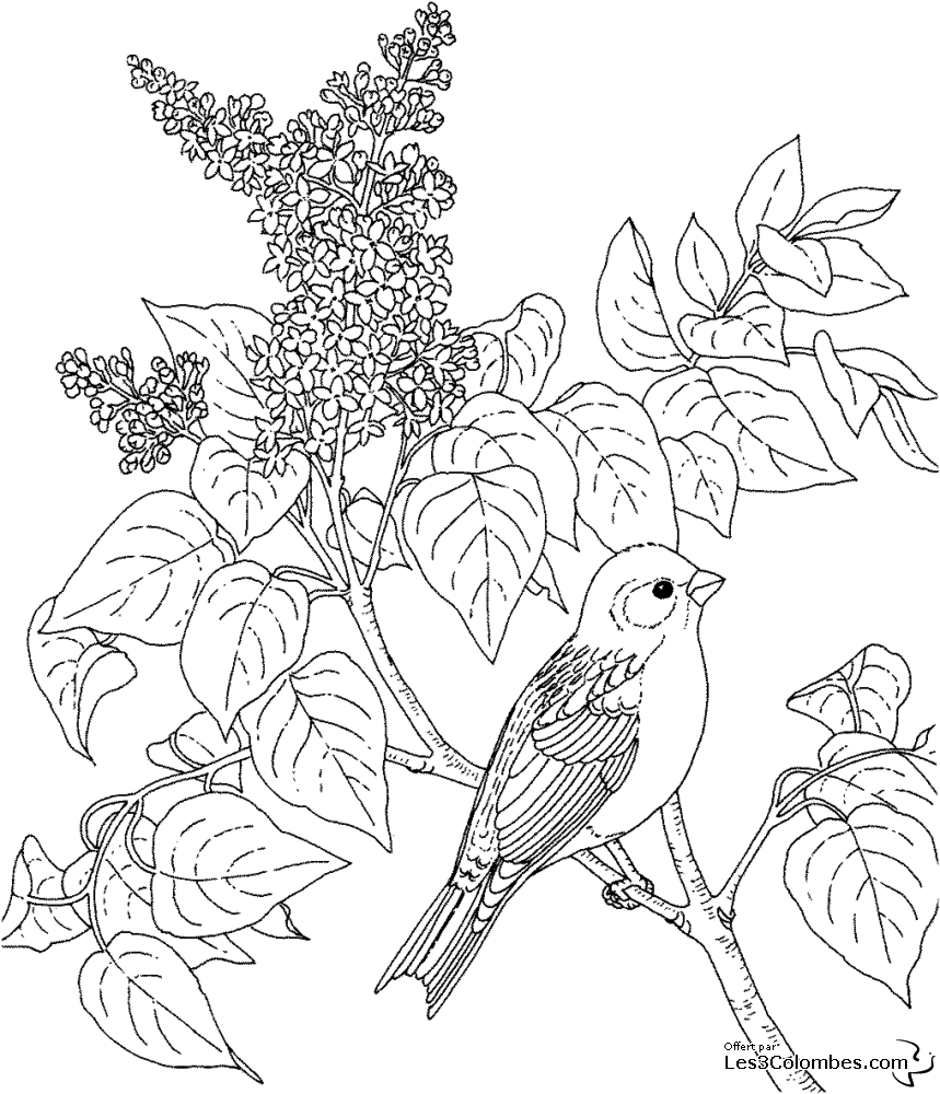 Dessin à colorier: Oiseaux (Animaux) #12066 - Coloriages à Imprimer Gratuits