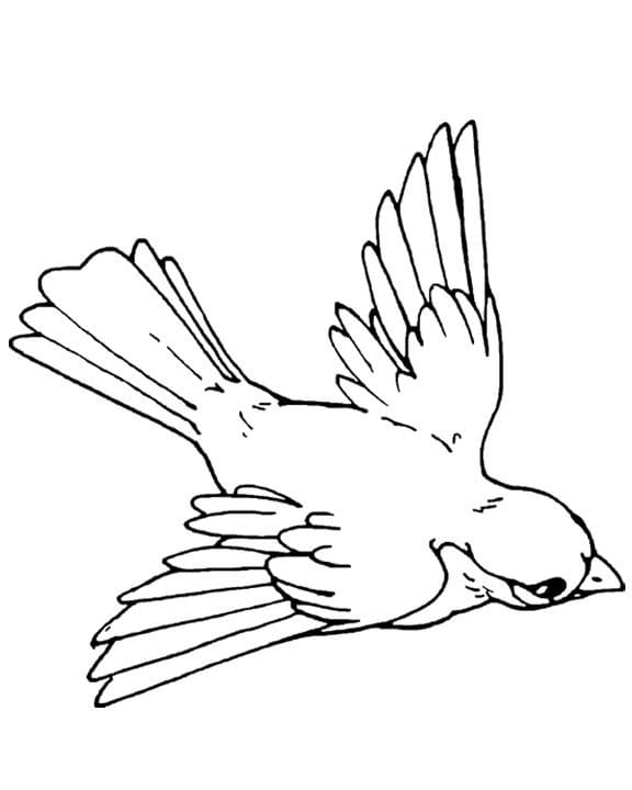Coloriage gratuit Oiseaux #174996 de la collection Animaux à imprimer