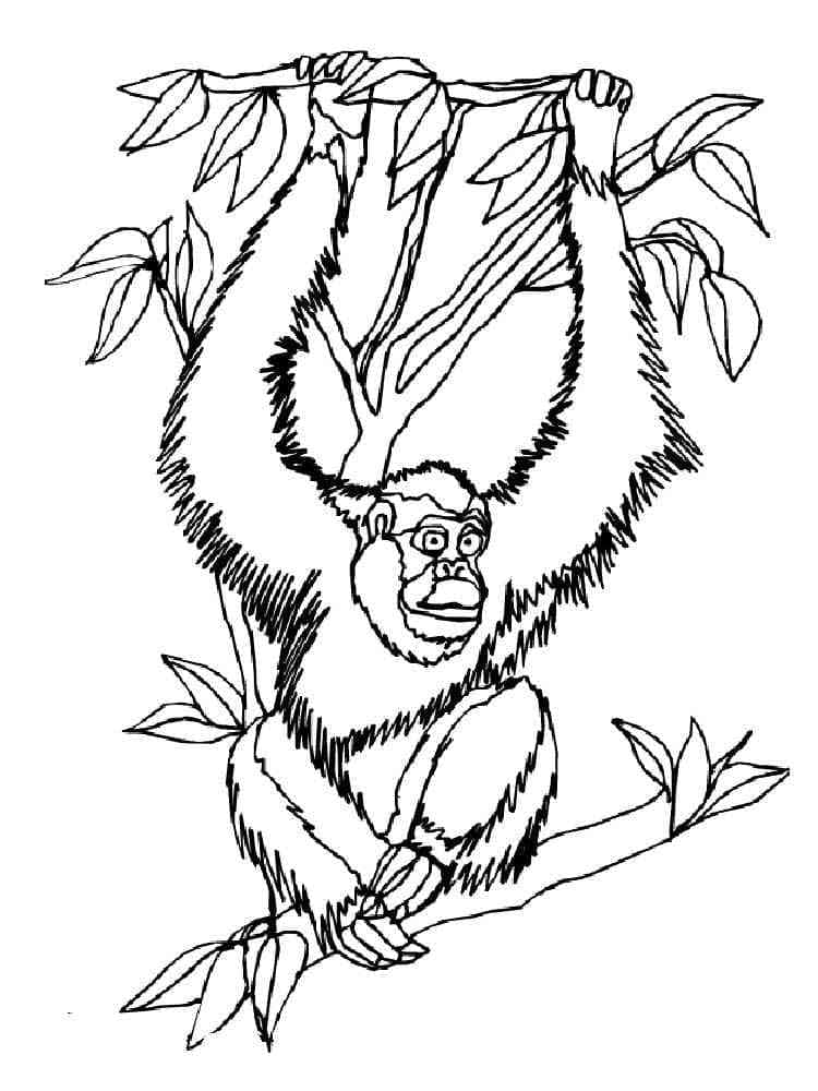 Dessin à colorier: Orang Outan (Animaux) #191569 - Coloriages à Imprimer Gratuits