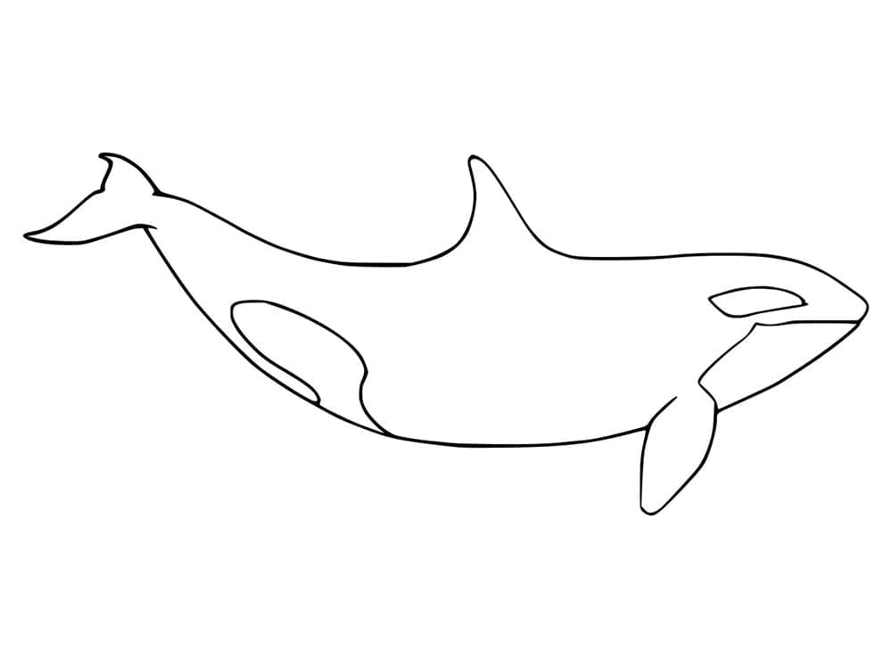Coloriage gratuit Orque #213472 de la collection Animaux à imprimer