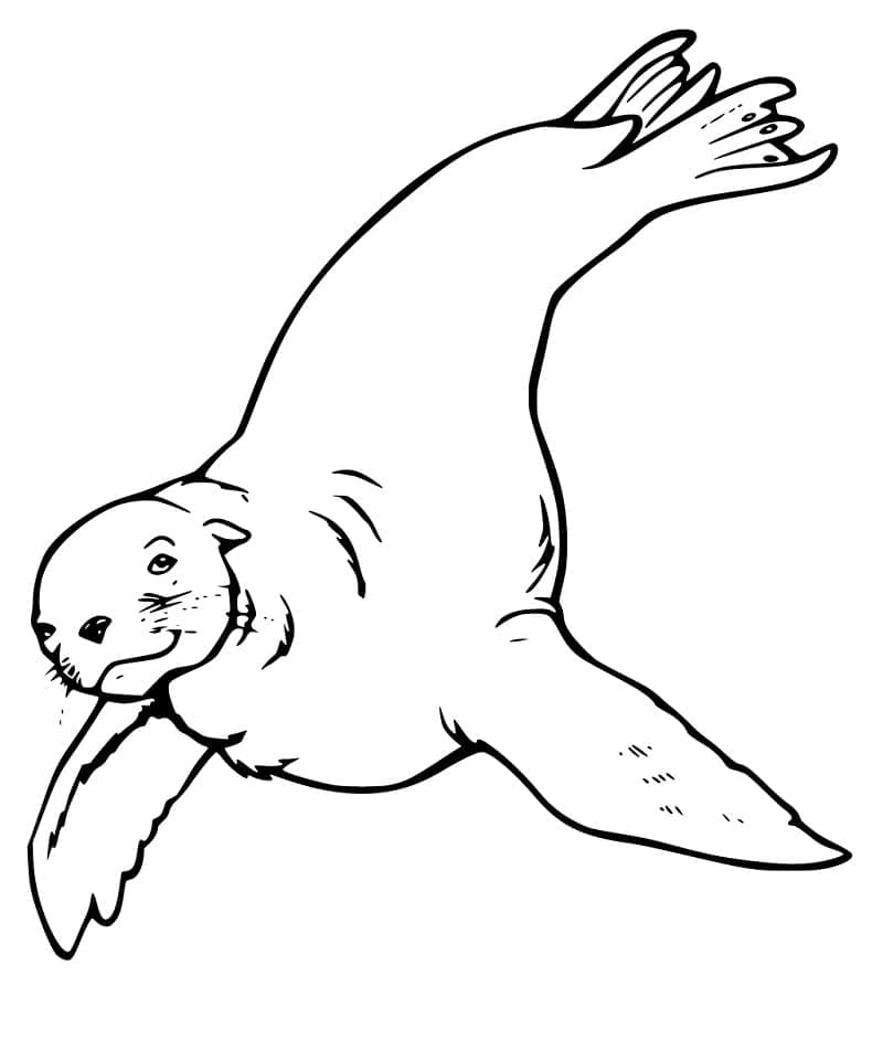 Dessin à colorier: Otarie (Animaux) #192532 - Coloriages à Imprimer Gratuits