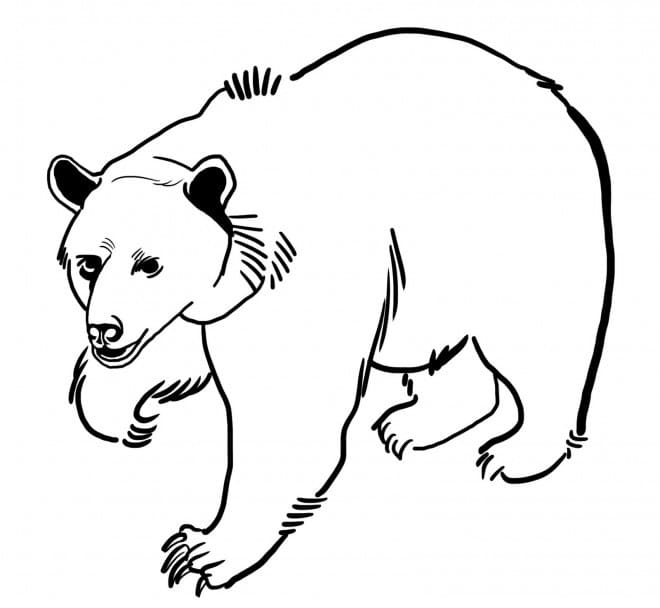 Coloriage à imprimer Ours #180711 de la série Animaux, gratuit pour enfants et adultes