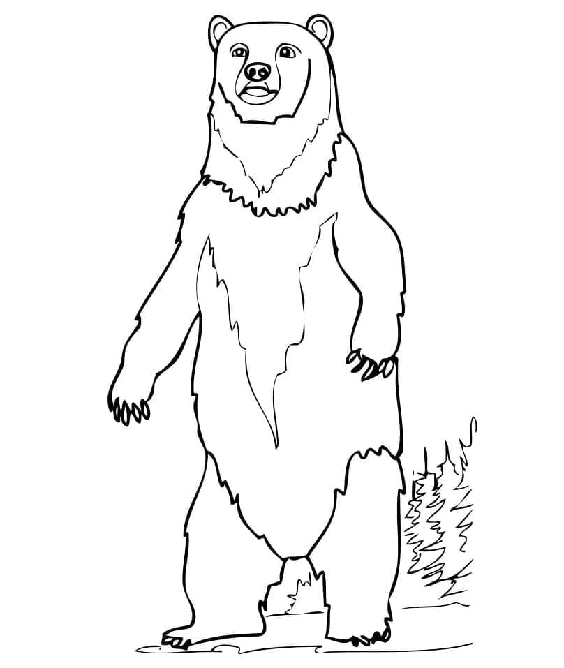 Coloriage gratuit pour enfants et adultes Ours #180725, collection Animaux