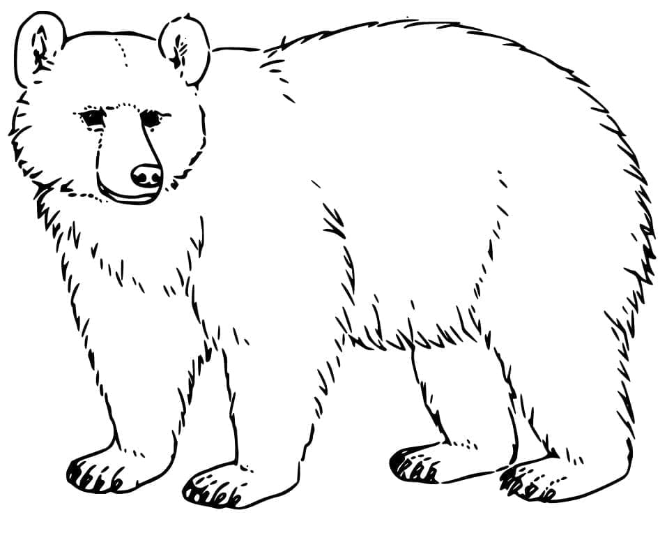 Coloriage gratuit Ours #180740 de la collection Animaux à imprimer