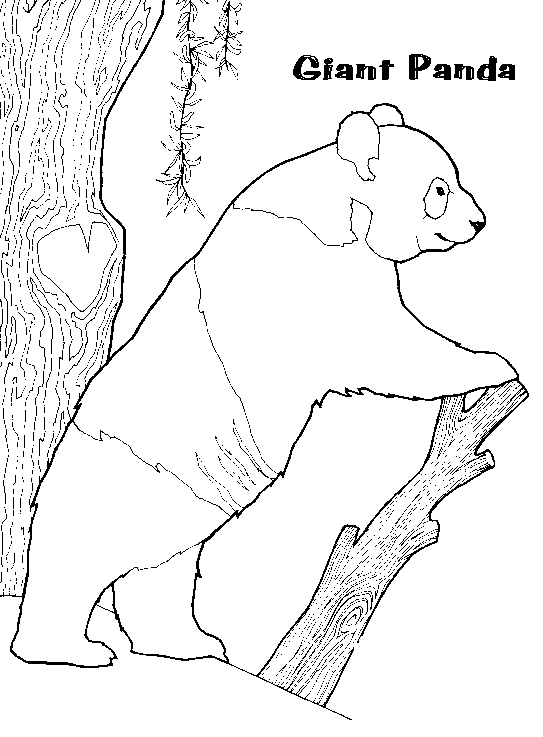 Dessin à colorier: Panda (Animaux) #12508 - Coloriages à Imprimer Gratuits
