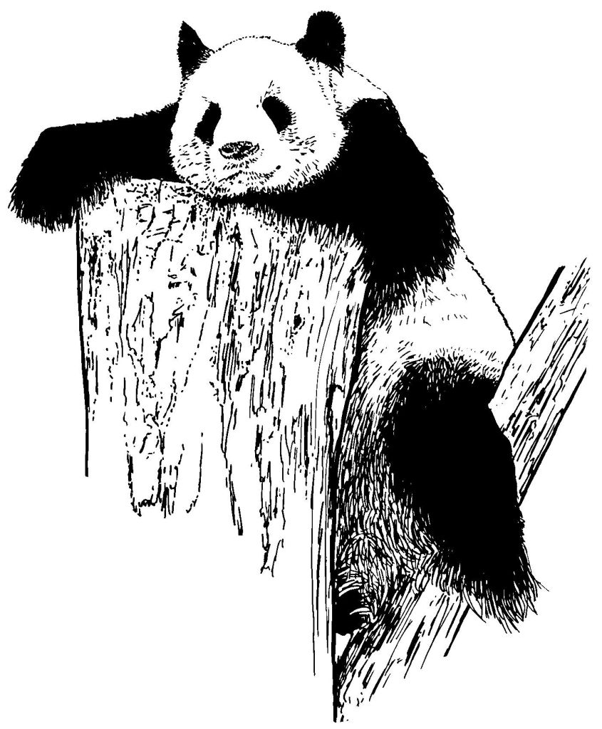 Dessin à colorier: Panda (Animaux) #12625 - Coloriages à Imprimer Gratuits
