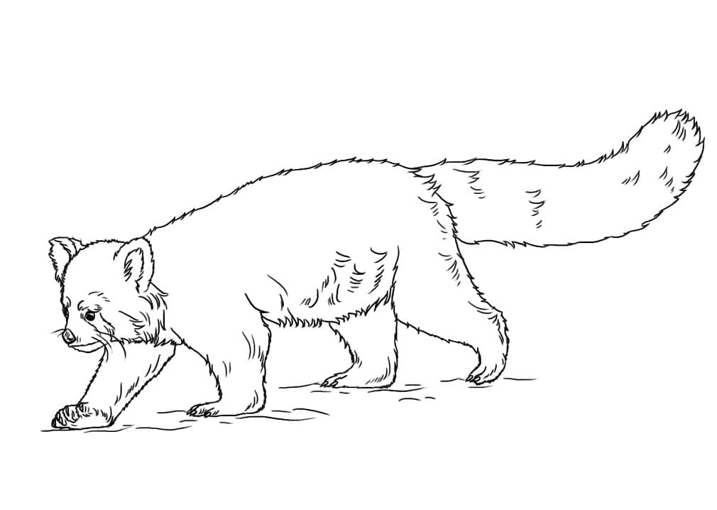 Coloriage gratuit Panda Roux #212046 de la collection Animaux à imprimer