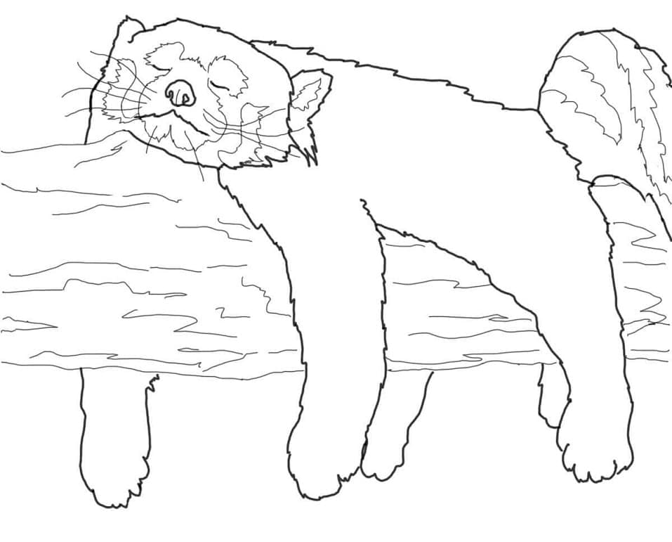 Coloriage gratuit Panda Roux #212057 de la collection Animaux à imprimer