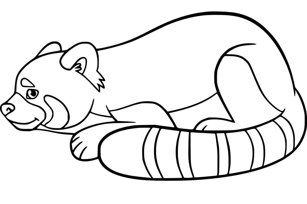 Dessin Panda Roux #212065 à colorier de la série Animaux, gratuit à télécharger et imprimer