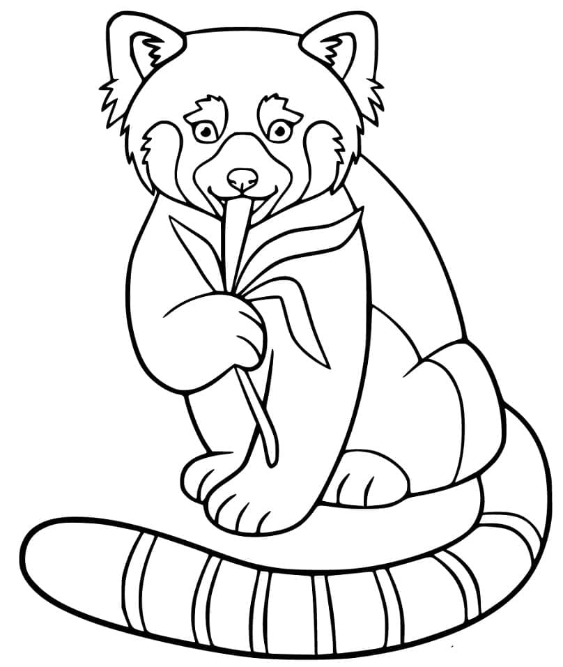 Dessin à colorier Panda Roux #212066 issu de la collection Animaux, prêt à imprimer Dessin à colorier Panda Roux #212066 issu de la collection Animaux, prêt à imprimer