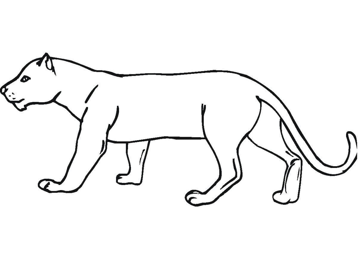 Coloriage gratuit Panthère #214441 de la collection Animaux à imprimer
