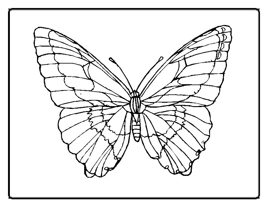 Dessin à colorier: Papillon (Animaux) #15673 - Coloriages à Imprimer Gratuits