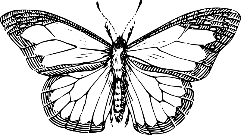 Dessin à colorier: Papillon (Animaux) #15761 - Coloriages à Imprimer Gratuits
