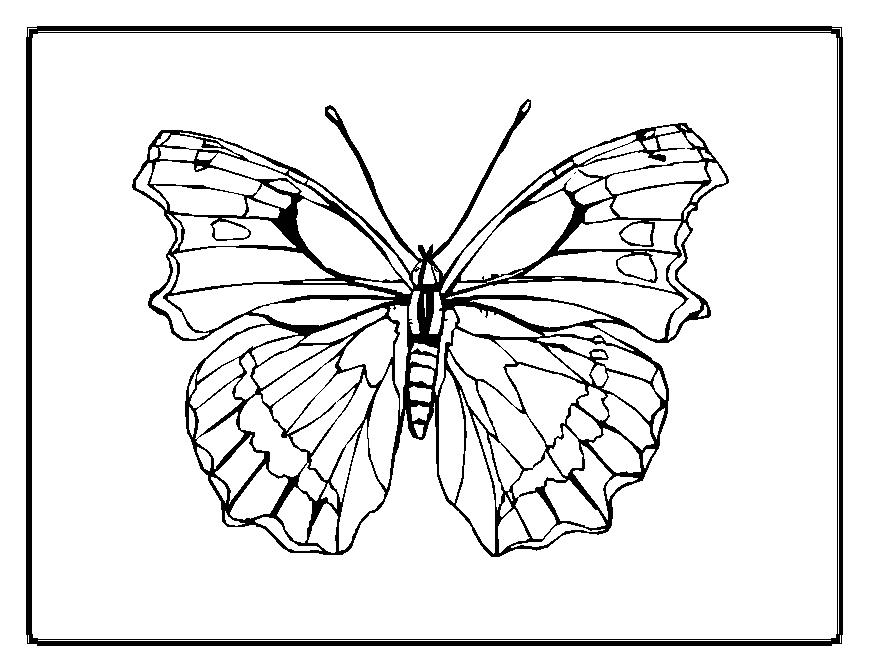 Dessin à colorier: Papillon (Animaux) #15774 - Coloriages à Imprimer Gratuits