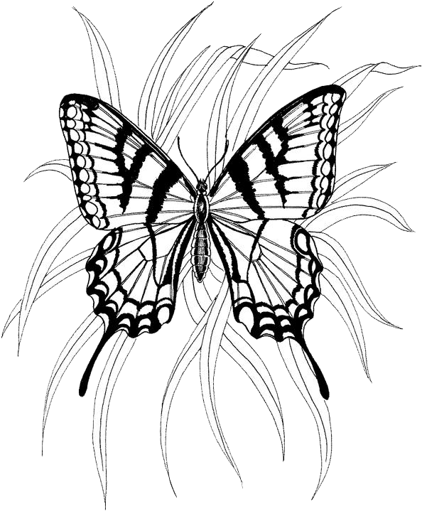 Dessin à colorier: Papillon (Animaux) #15786 - Coloriages à Imprimer Gratuits