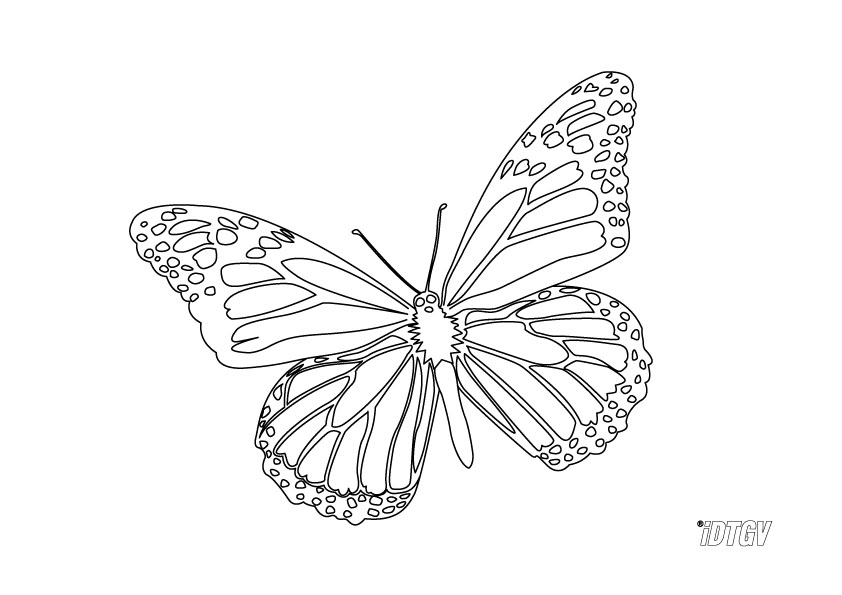 Dessin à colorier: Papillon (Animaux) #15794 - Coloriages à Imprimer Gratuits