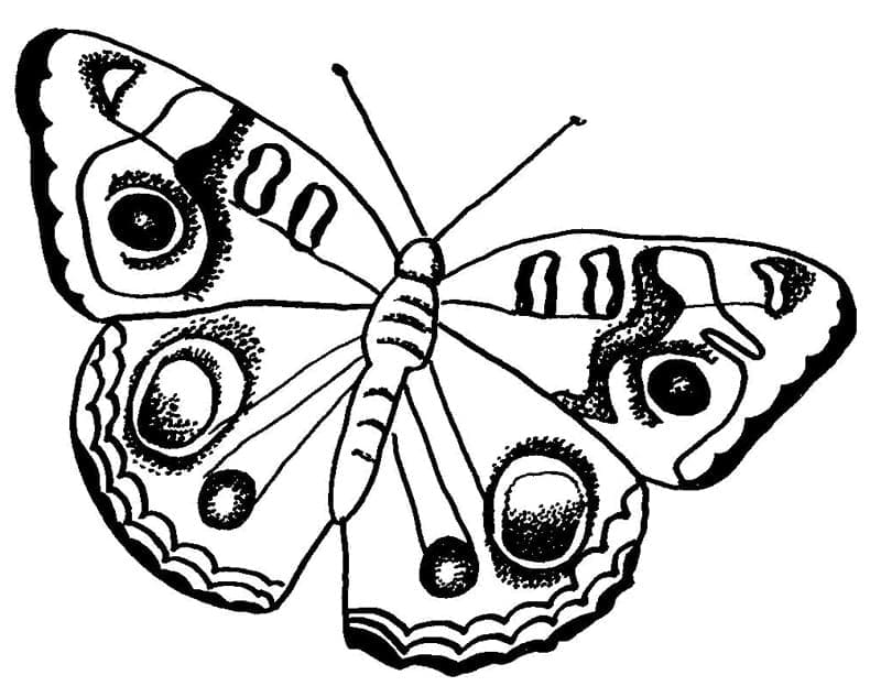 Illustration au trait Papillon #175107 de la collection Animaux à colorier gratuitement