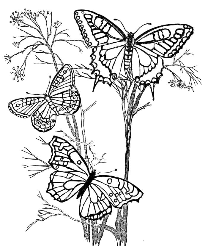 Coloriage gratuit Papillon #175115 de la collection Animaux à imprimer