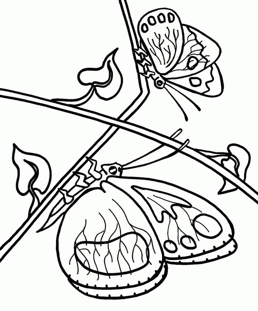 Coloriage gratuit Papillon #175116 de la collection Animaux à imprimer