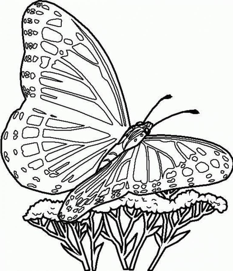 Dessin à colorier Papillon #175119 issu de la collection Animaux, prêt à imprimer