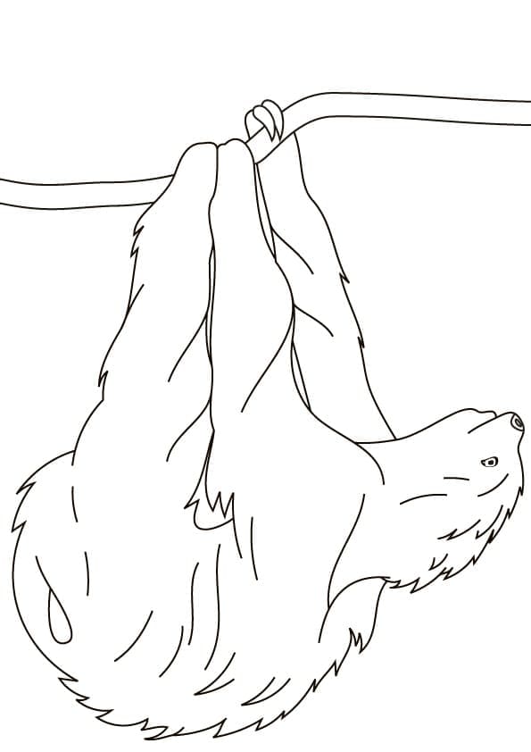 Coloriage gratuit Paresseux #210412 de la collection Animaux à imprimer