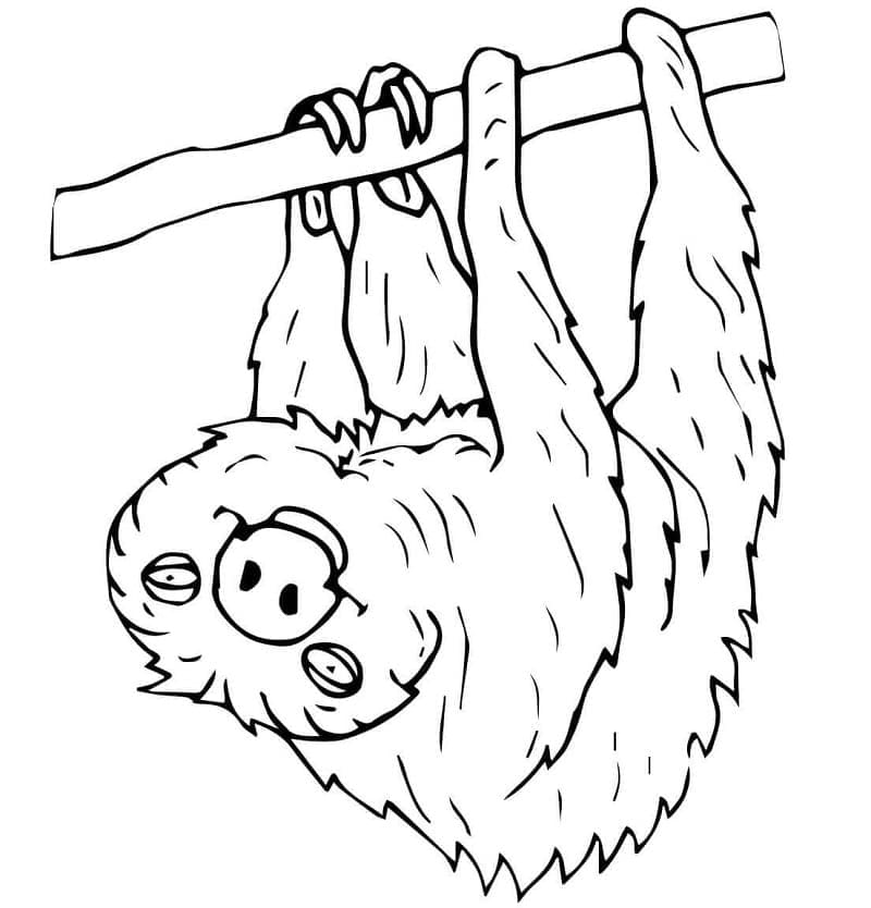 Coloriage gratuit Paresseux #210413 de la collection Animaux à imprimer