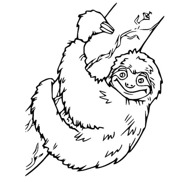 Coloriage gratuit Paresseux #210427 de la collection Animaux à imprimer