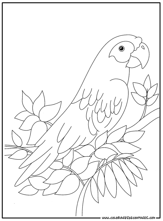 Dessin à colorier: Perroquet (Animaux) #16078 - Coloriages à Imprimer Gratuits