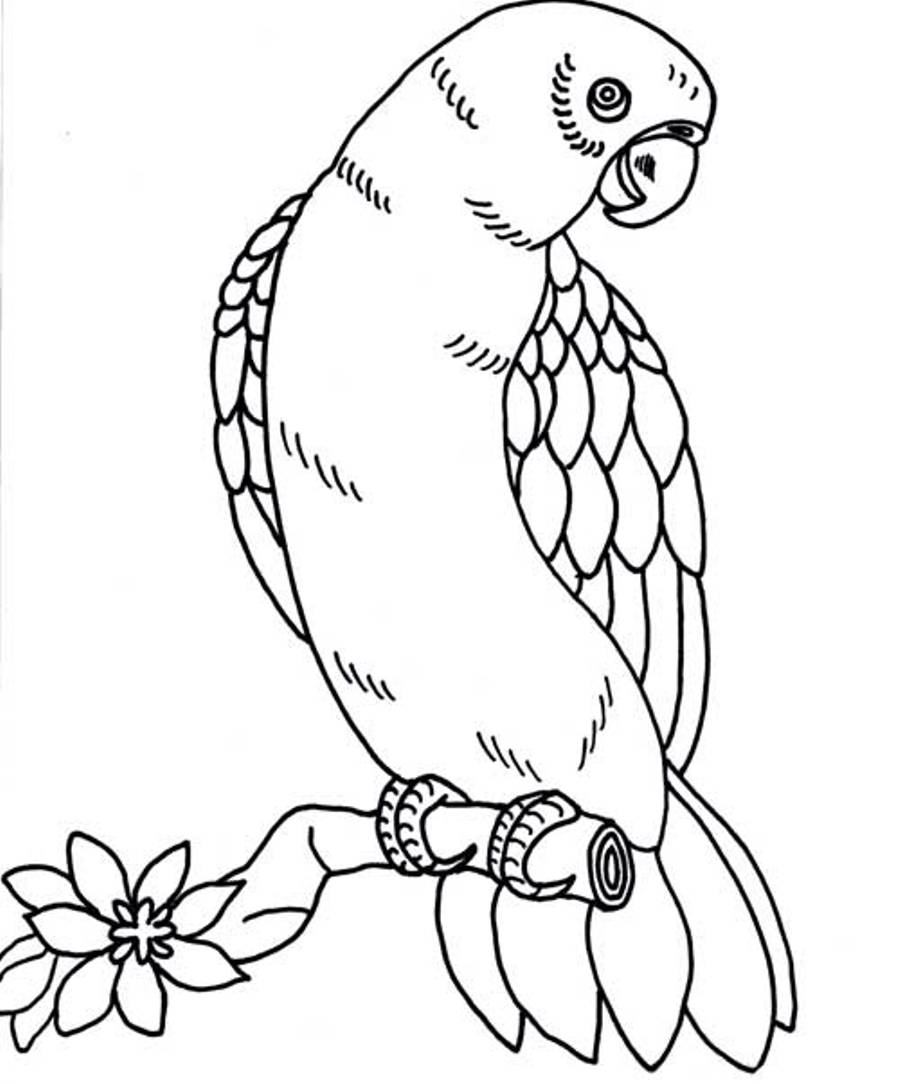 Dessin à colorier: Perroquet (Animaux) #16225 - Coloriages à Imprimer Gratuits