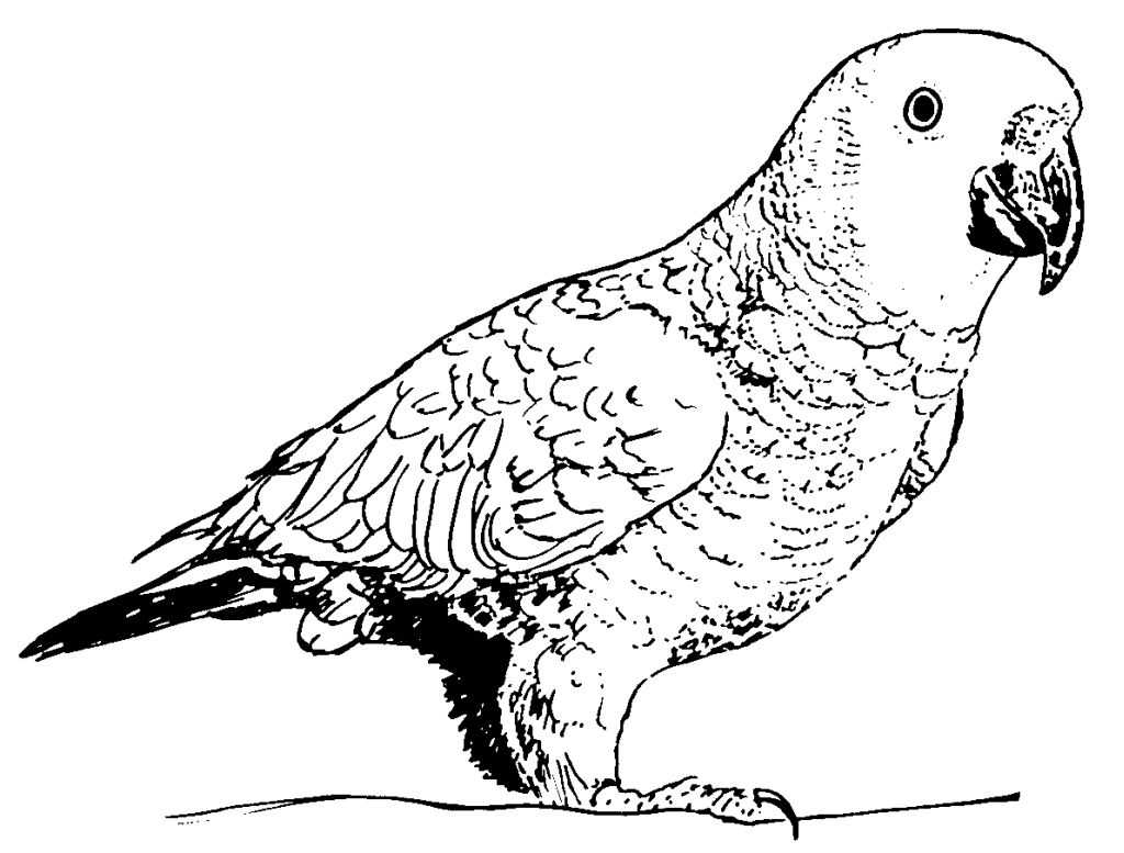Dessin à colorier: Perroquet (Animaux) #16251 - Coloriages à Imprimer Gratuits