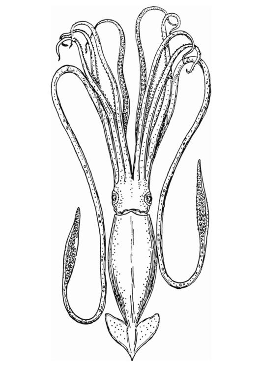 Dessin à colorier: Pieuvre (Animaux) #18945 - Coloriages à Imprimer Gratuits