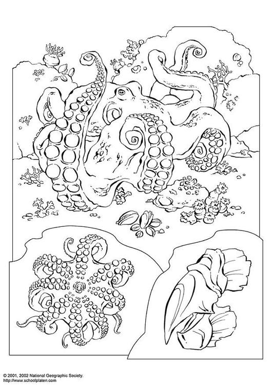 Dessin à colorier: Pieuvre (Animaux) #18985 - Coloriages à Imprimer Gratuits
