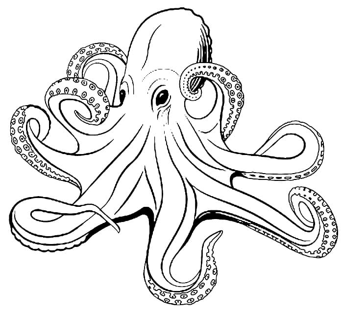 Coloriage gratuit Pieuvre #194455 de la collection Animaux à imprimer