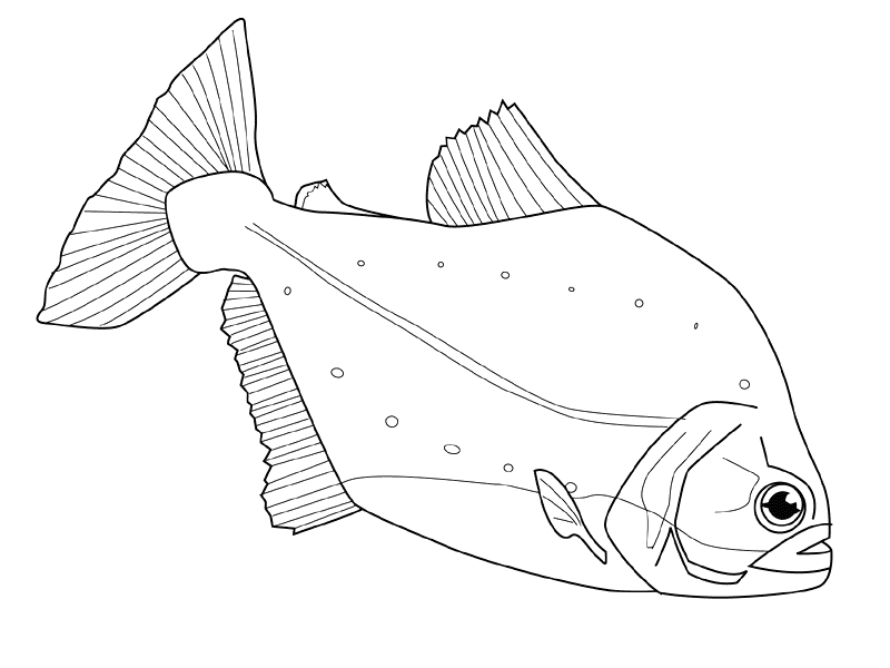 Dessin à colorier: Poisson (Animaux) #17213 - Coloriages à Imprimer Gratuits