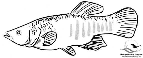 Dessin à colorier: Poisson (Animaux) #17220 - Coloriages à Imprimer Gratuits