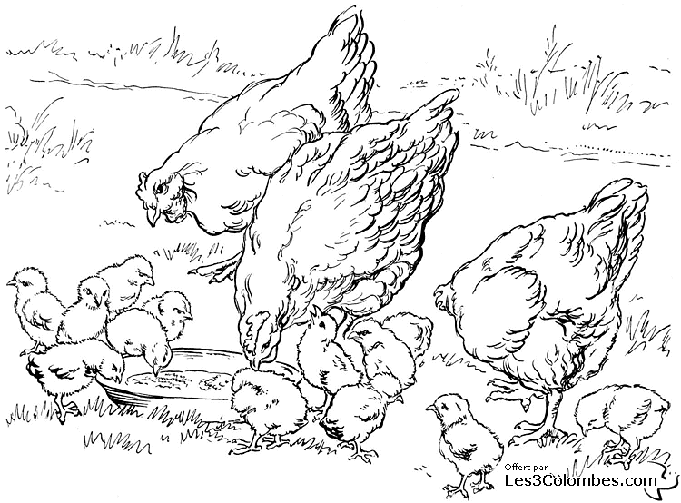 Dessin à colorier: Poule (Animaux) #17519 - Coloriages à Imprimer Gratuits