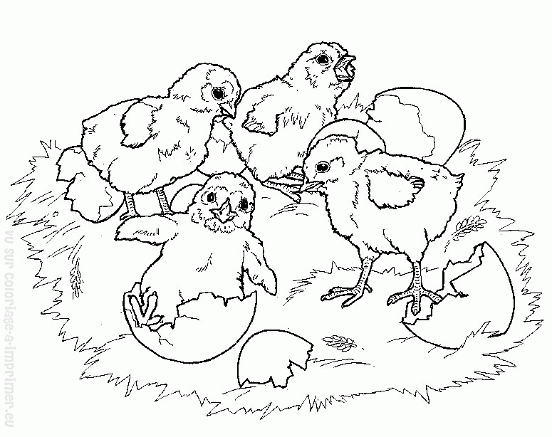 Dessin à colorier: Poule (Animaux) #17547 - Coloriages à Imprimer Gratuits